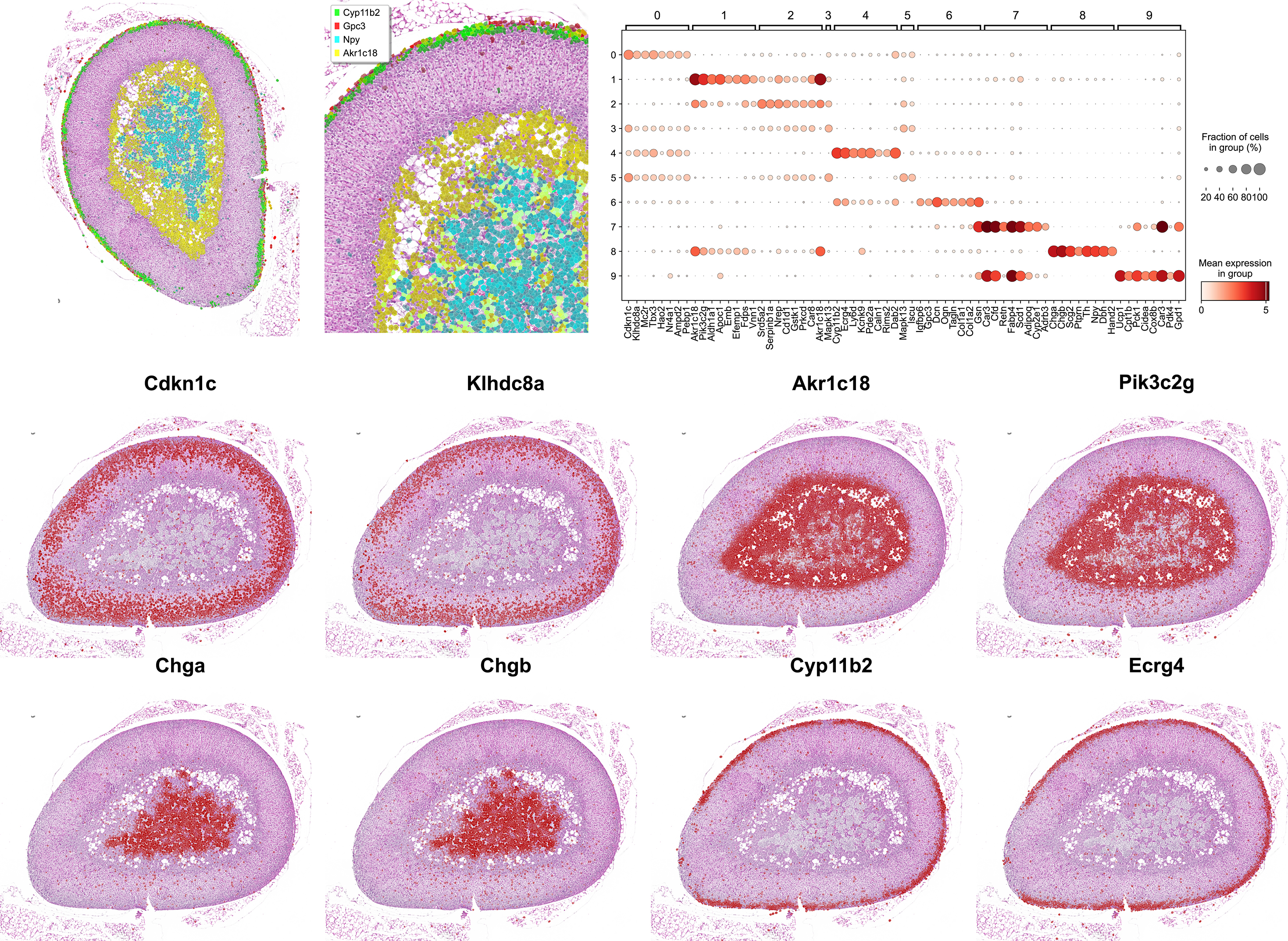 High-resolution spatial preparation