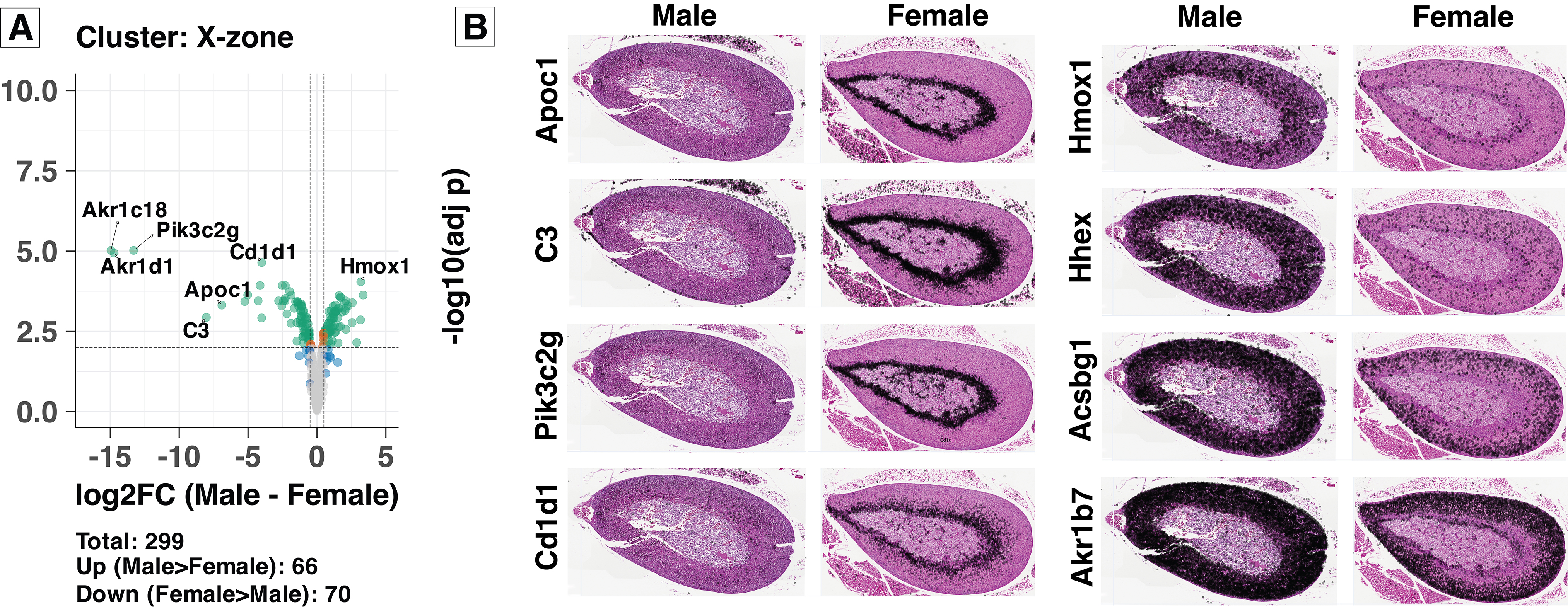 Spatial expression of sex-differentiating genes