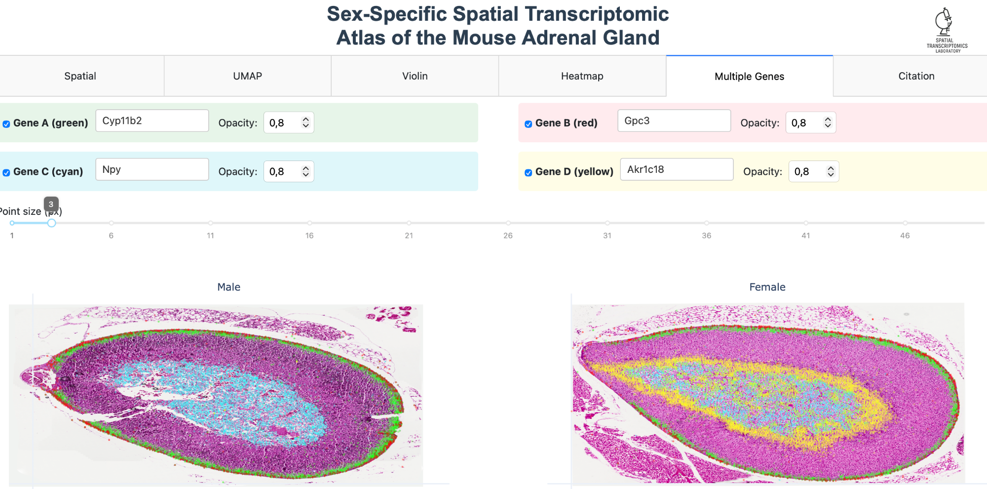 Interactive transcriptomic atlas